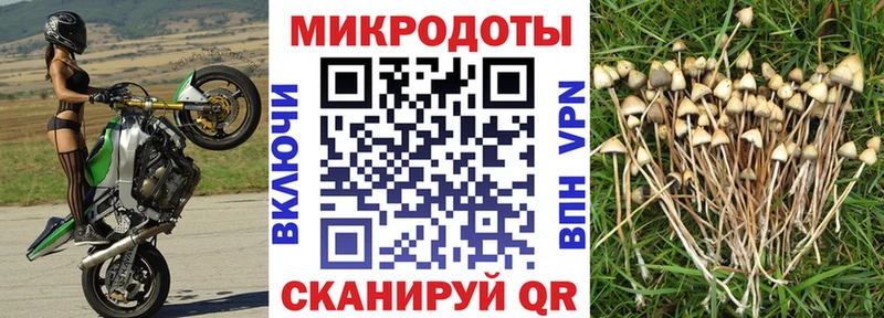 Галлюциногенные грибы GOLDEN TEACHER  Нефтекумск 